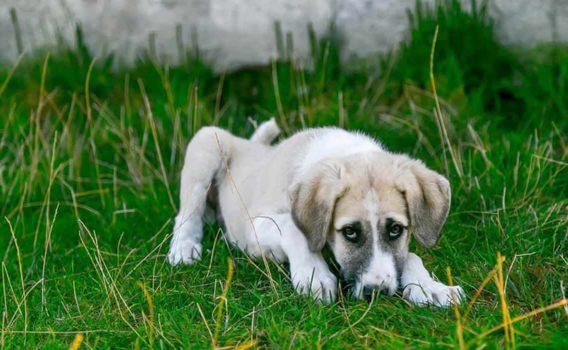 puppy in grass poison prevention