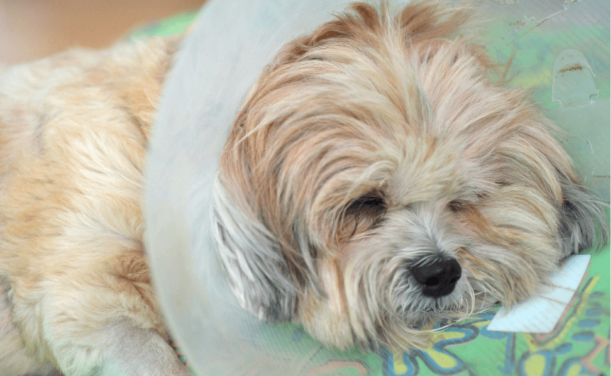 sick dog in cone