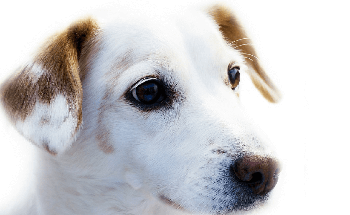 white puppy with brown ears spots spay or neuter