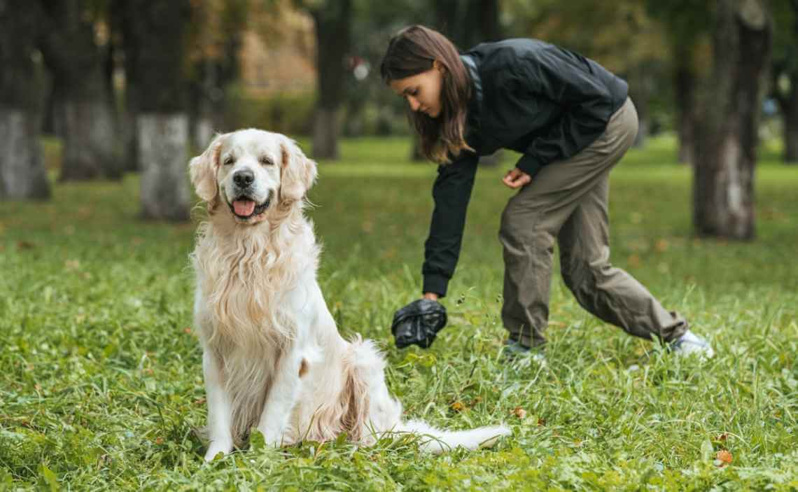 WHAT SHOULD YOUR DOGS POOP LOOK LIKE