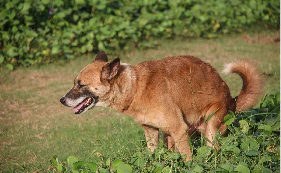 dog pooping in bushes