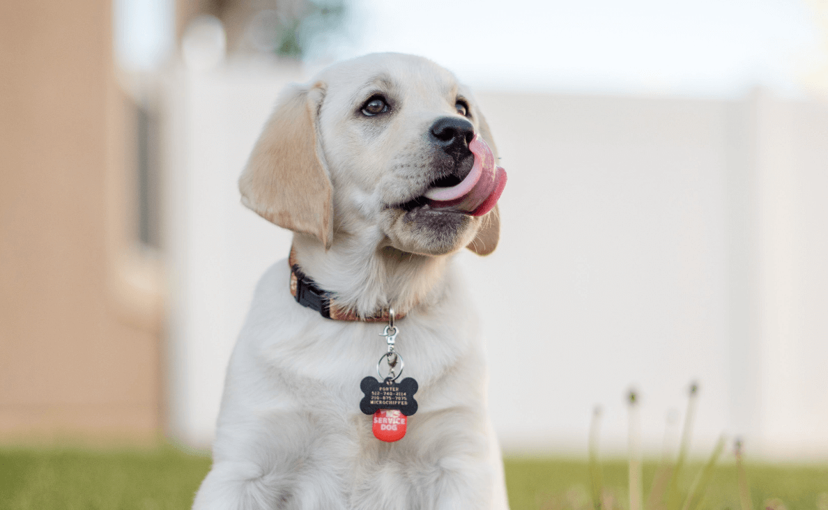 golden retreiver puppy id tags outside on grass