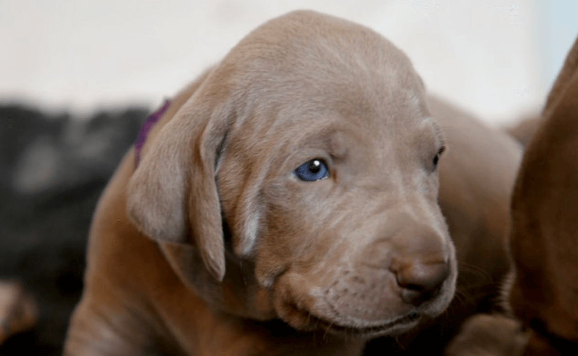 gray puppy young - Canine Campus Dog Daycare & Boarding