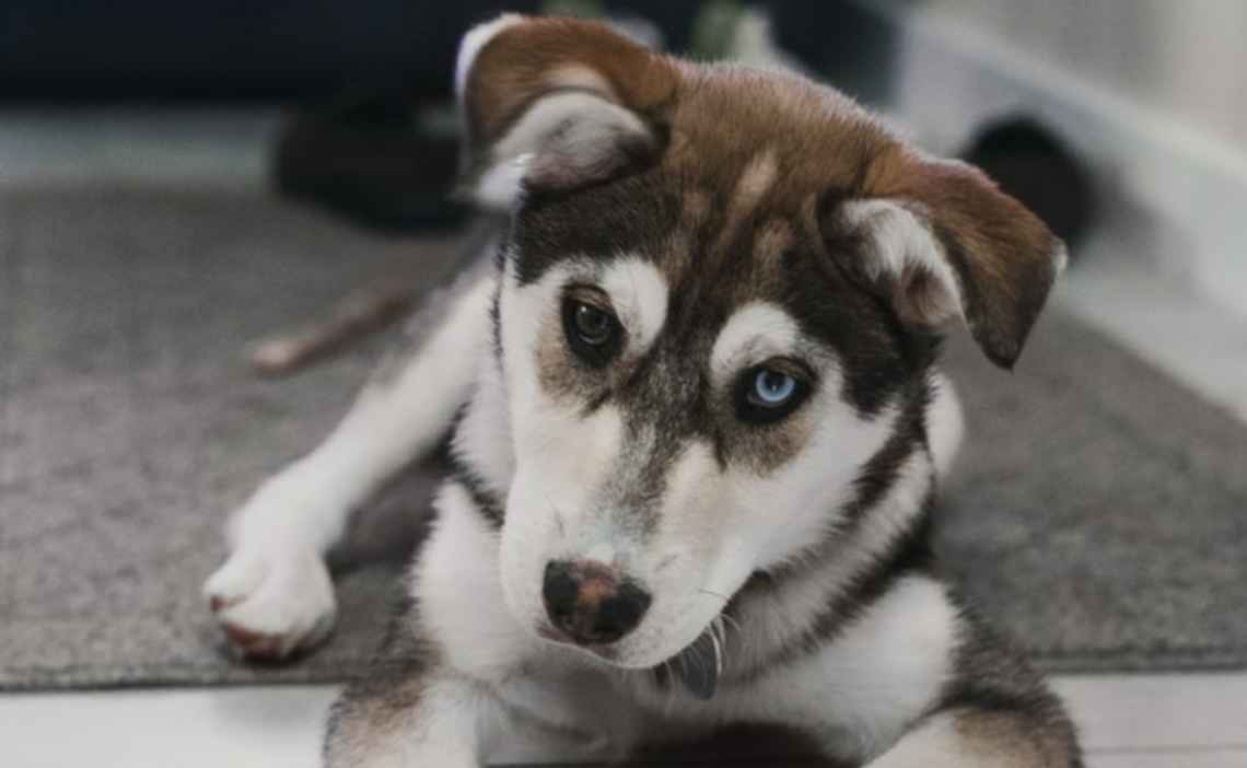 husky puppy two colored eyes
