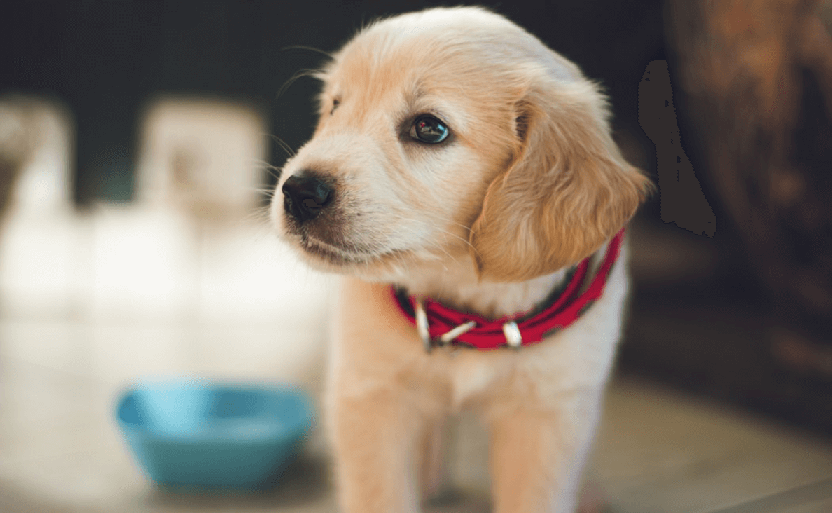 new puppy food dish