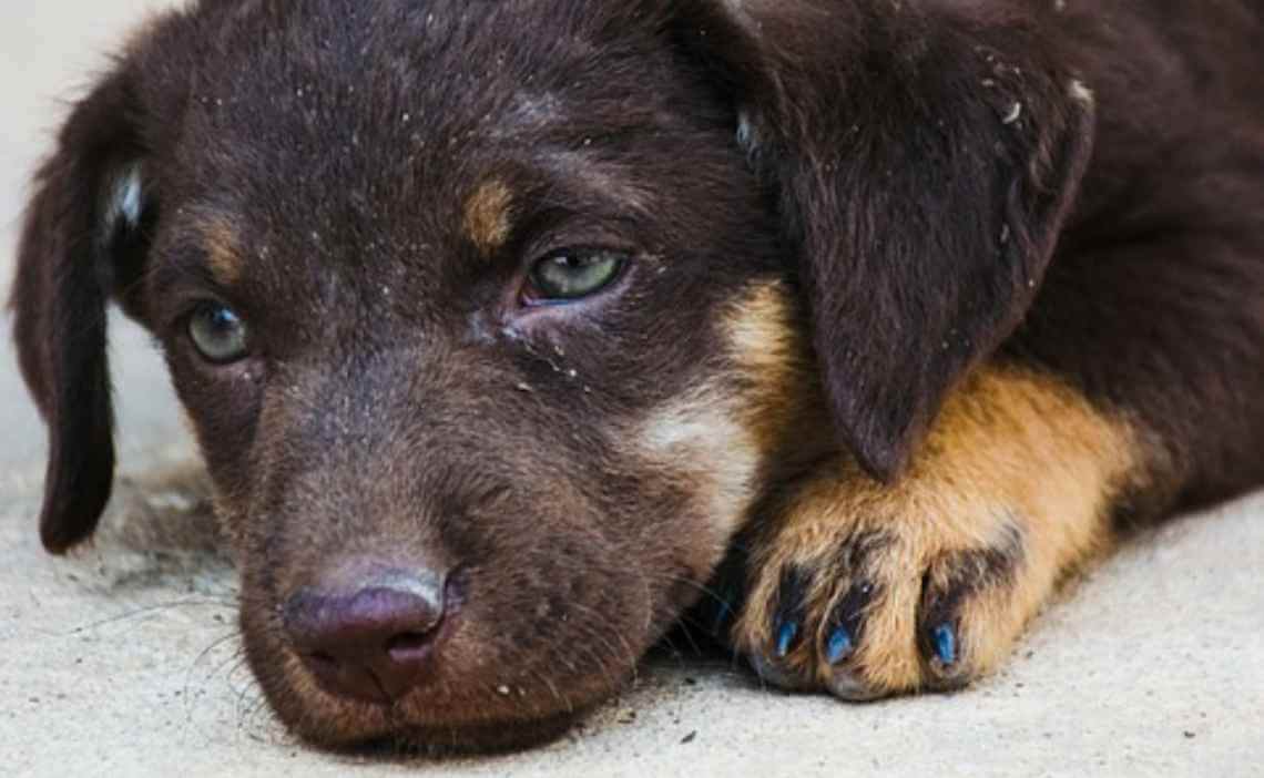 puppy sick with worms Canine Campus Dog Daycare & Boarding