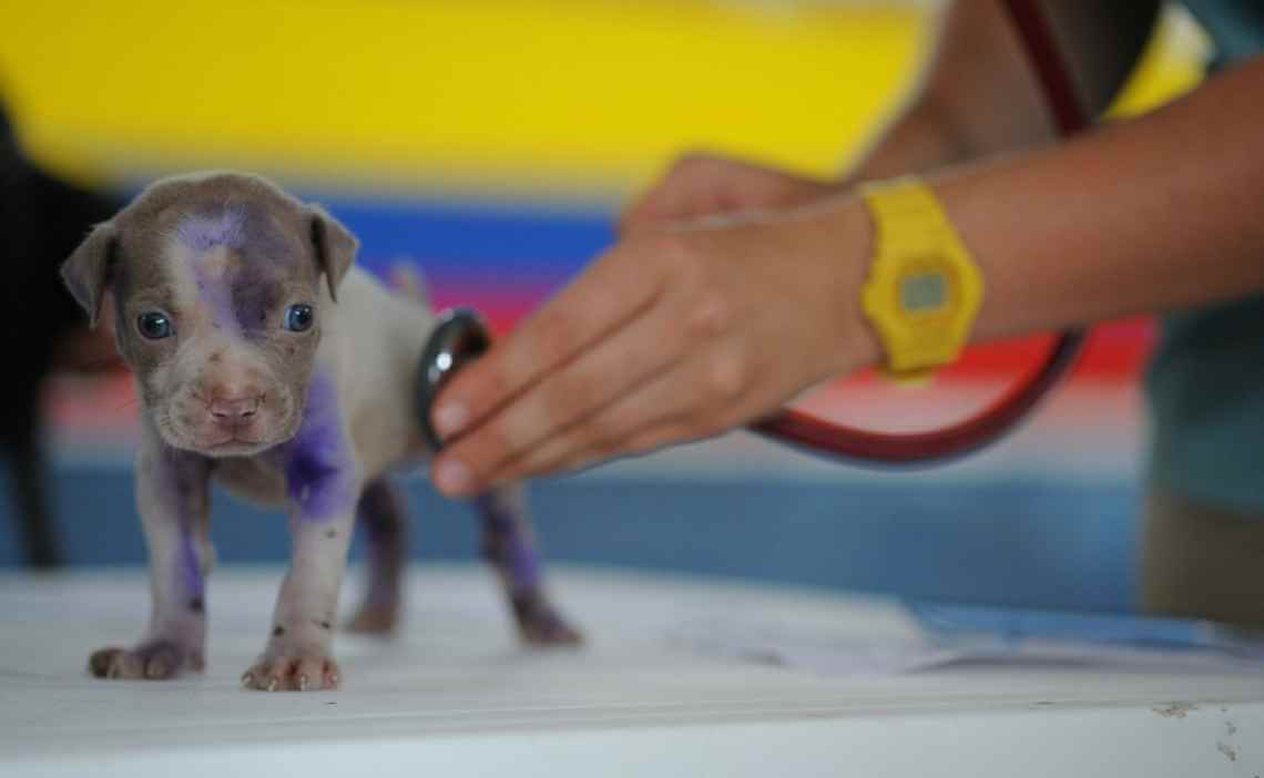 very young puppy to vet