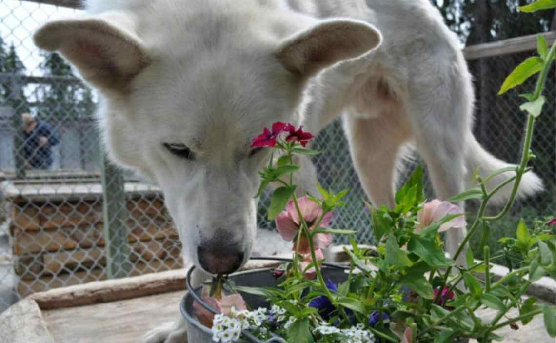 white lab sniffing poop