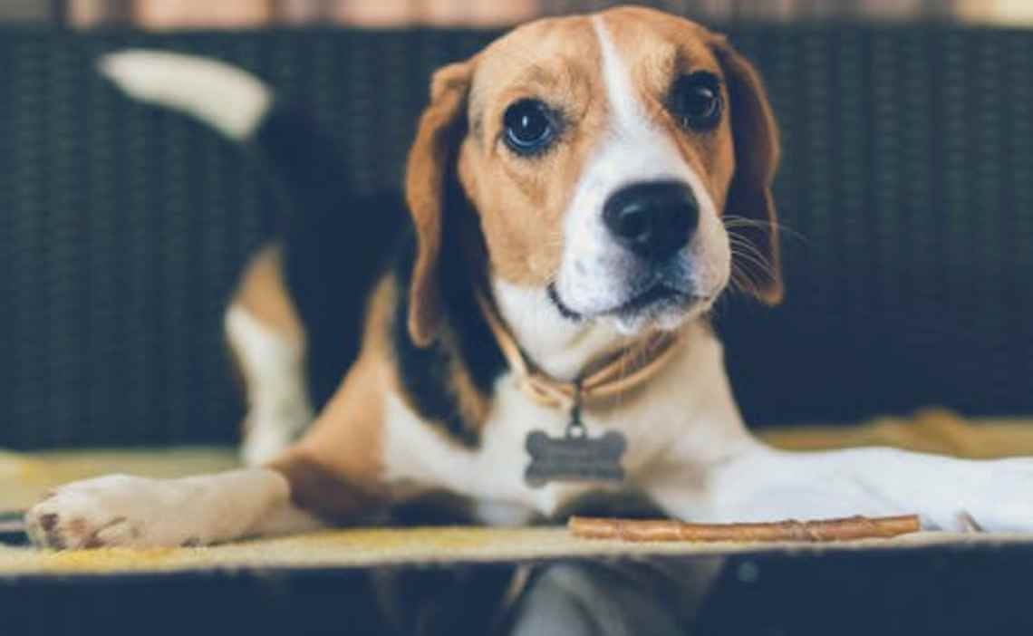 beagle pup with id tag