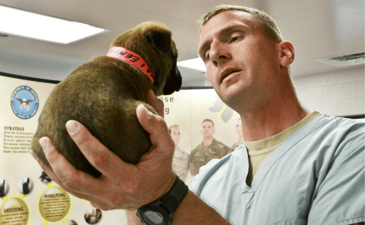brown puppy held by vet
