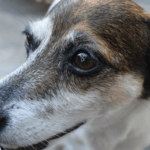 close up black white brown dog