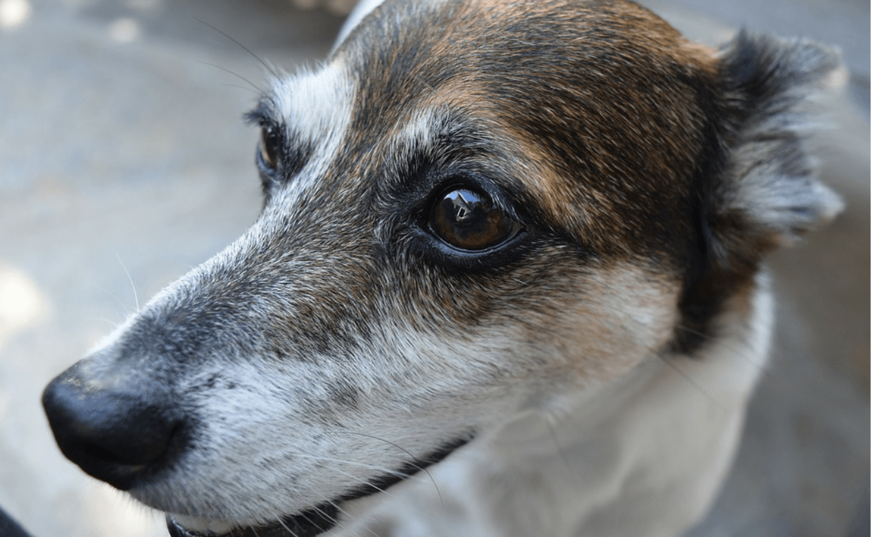 close up black white brown dog - Canine Campus Dog Daycare & Boarding