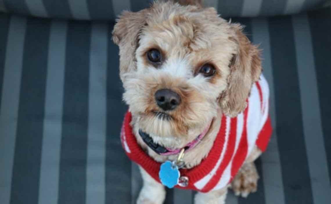 cockapoo with id tag