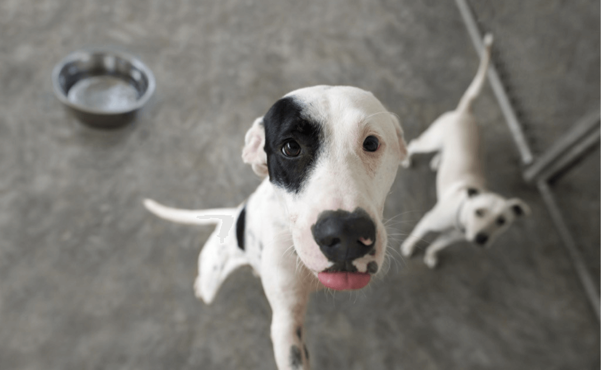 dalmation mix