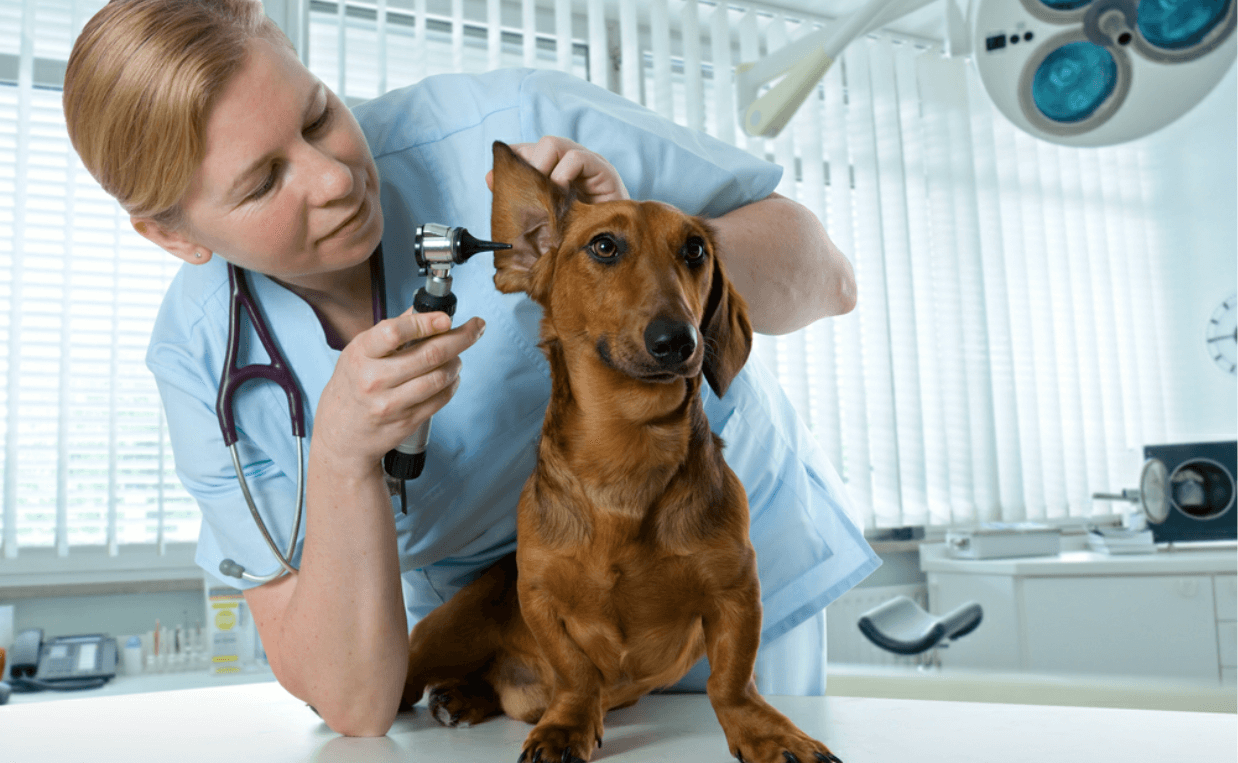 daschund at vet