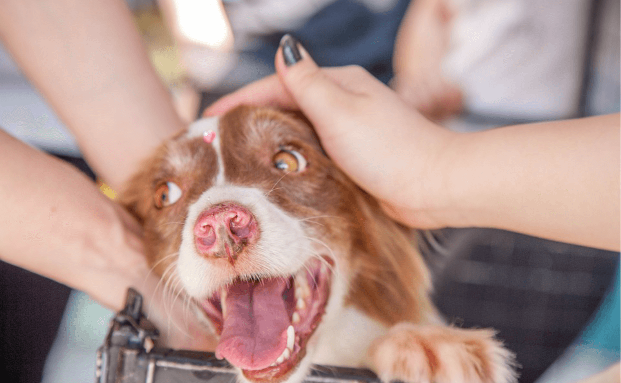 dog at shelter