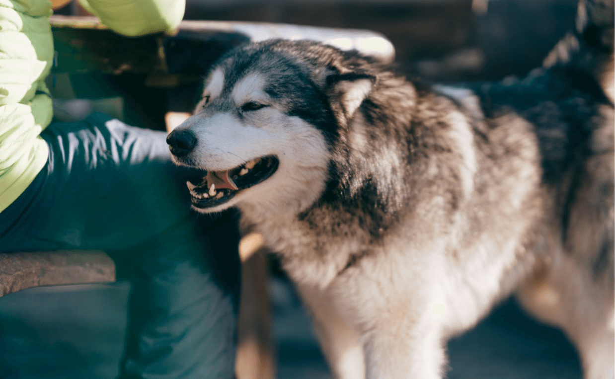 husky dog at vet