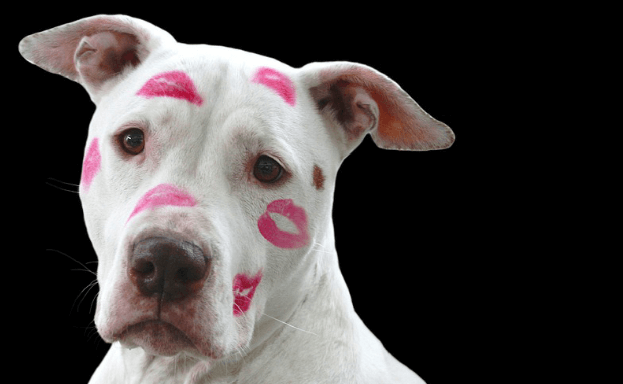 pit bull with lipstick kisses