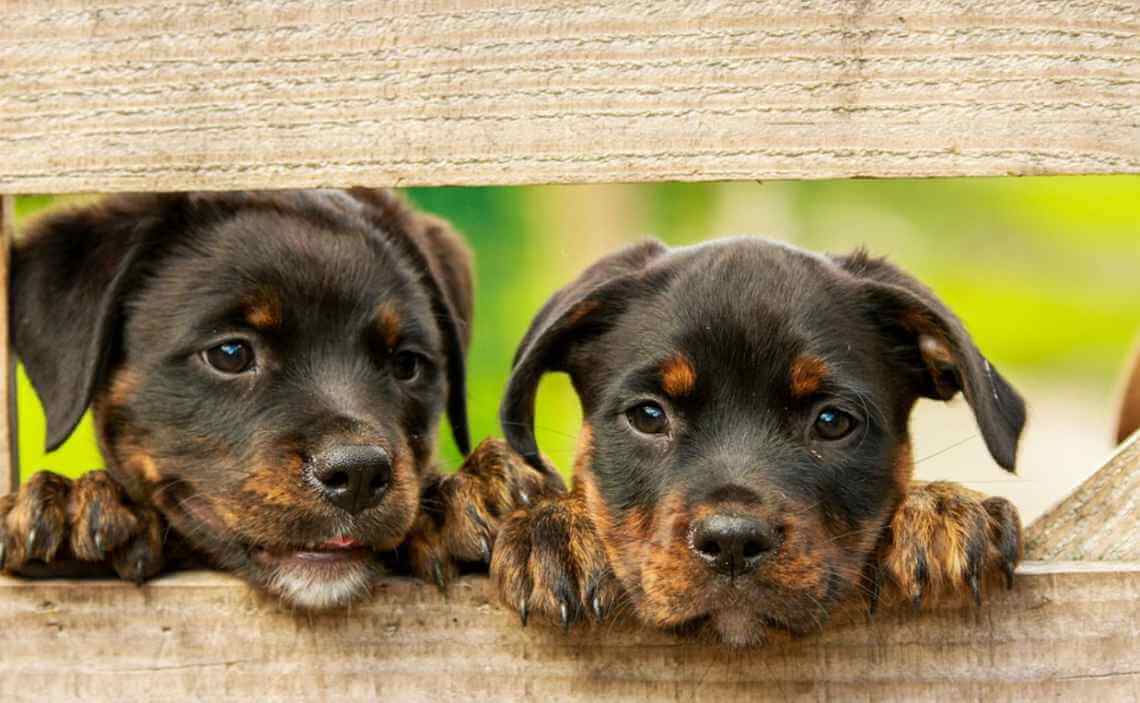 rottweiler puppies behind fence