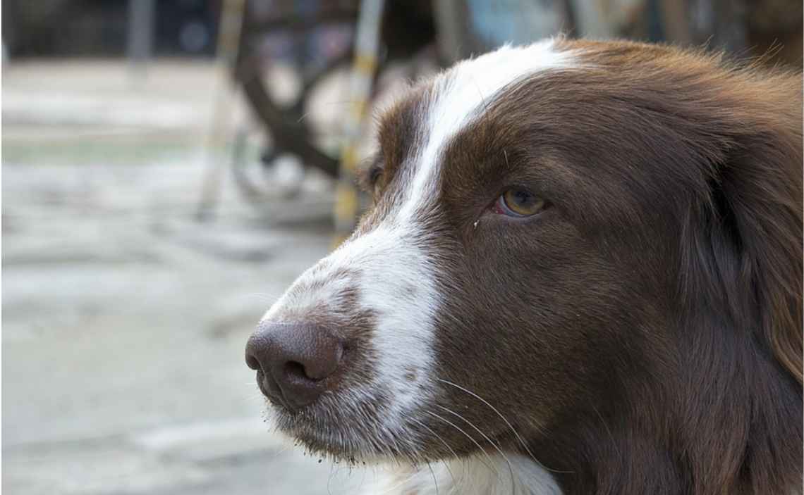 sad dog at shelter