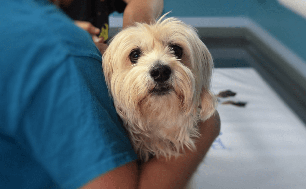 shaggy dog at vet