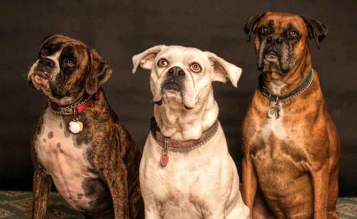 three boxers with dog ID tags