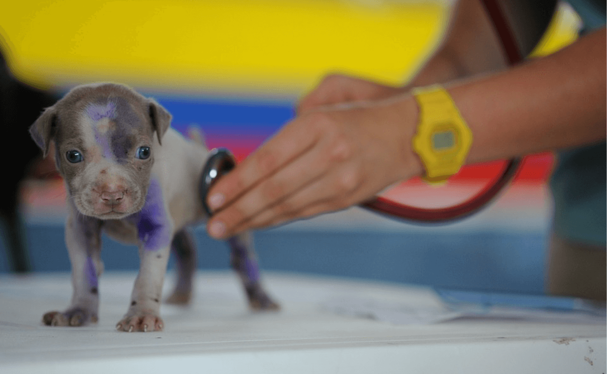 very young puppy at veterinarian