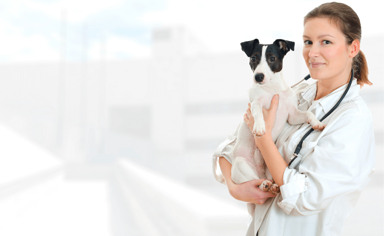 veterinarian with jack russel terrier dog