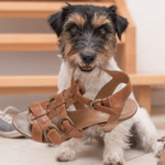 Top 5 Annoying Behavior Problems in Dogs and How to Correct Them