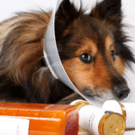 What You Need to Know About Pain Medication for Dogs Blog Banner