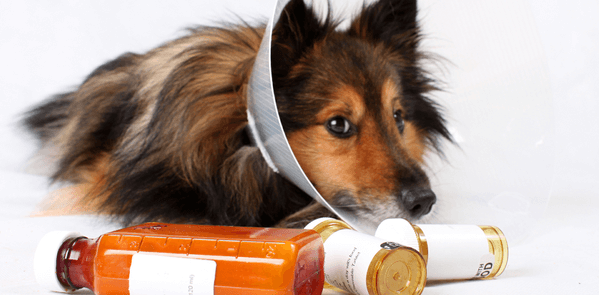 what nsaid is safe for dogs