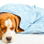 Top 10 Reasons Your Dog May Be Sick and What to Do About It