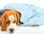 Top 10 Reasons Your Dog May Be Sick and What to Do About It