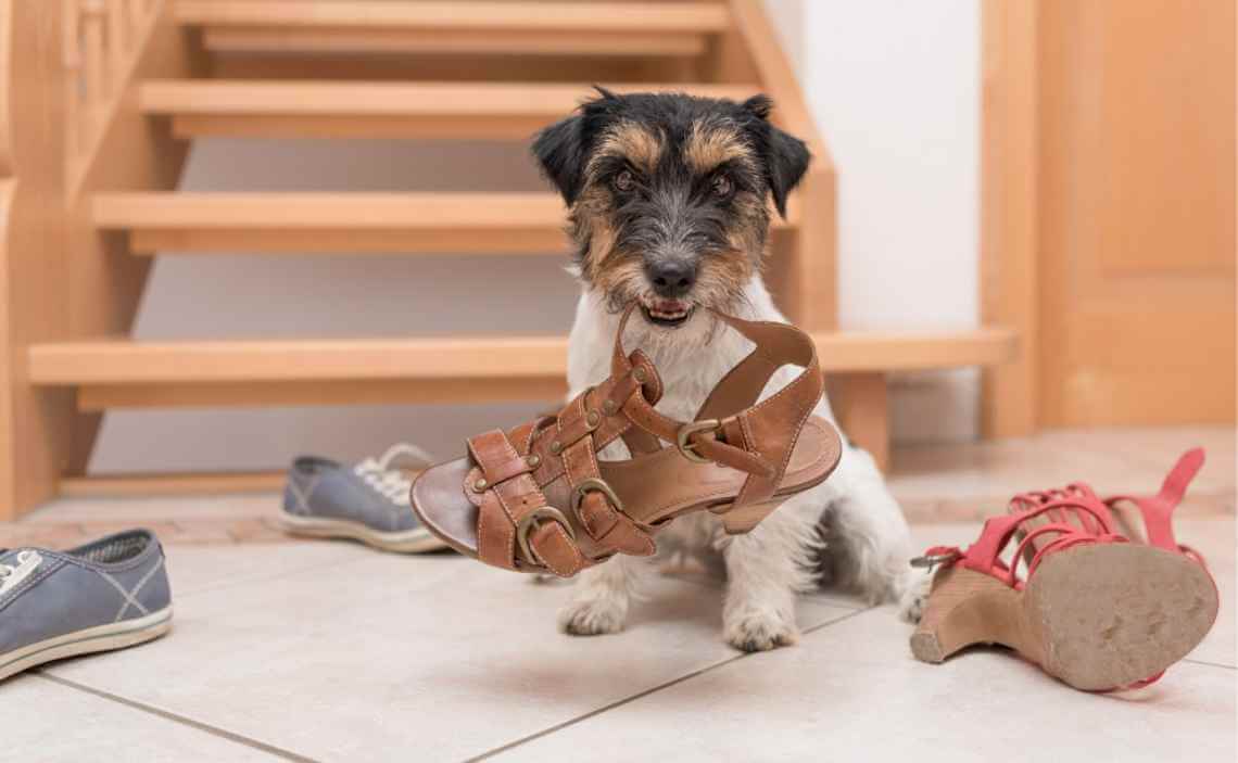 Top 5 Annoying Behavior Problems in Dogs and How to Correct Them
