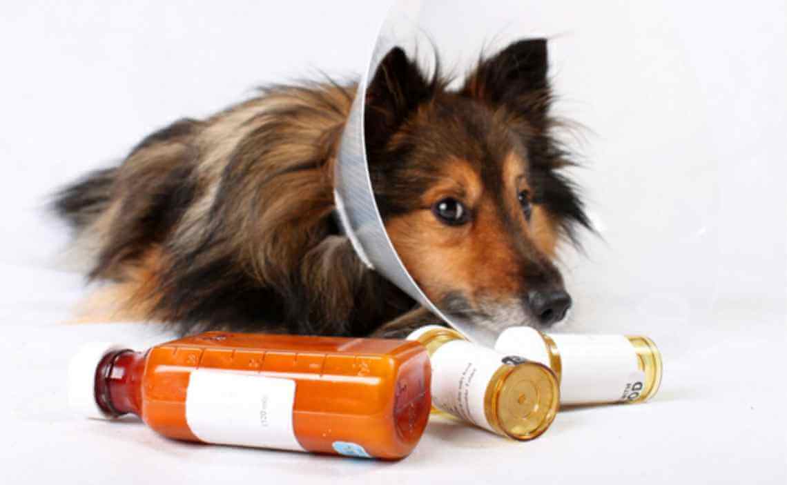 what can you give dogs for pain medicine