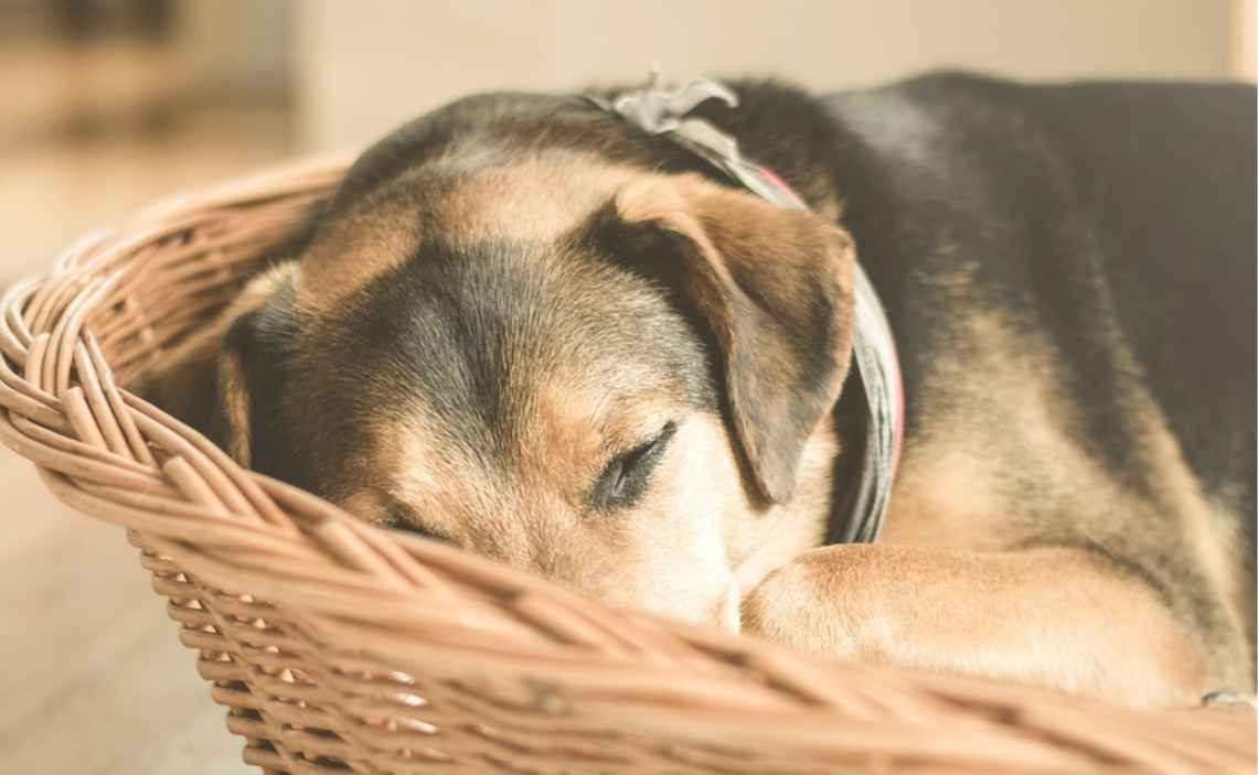 beagle dog in pain