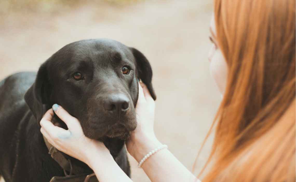 black lab dog in pain