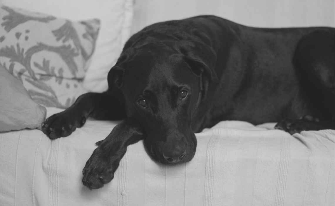 black lab sick black and white