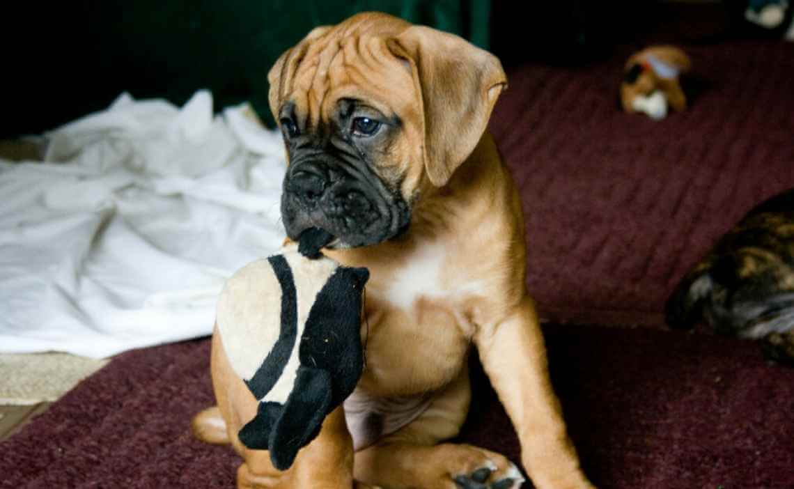 boxer puppy chewing on hat