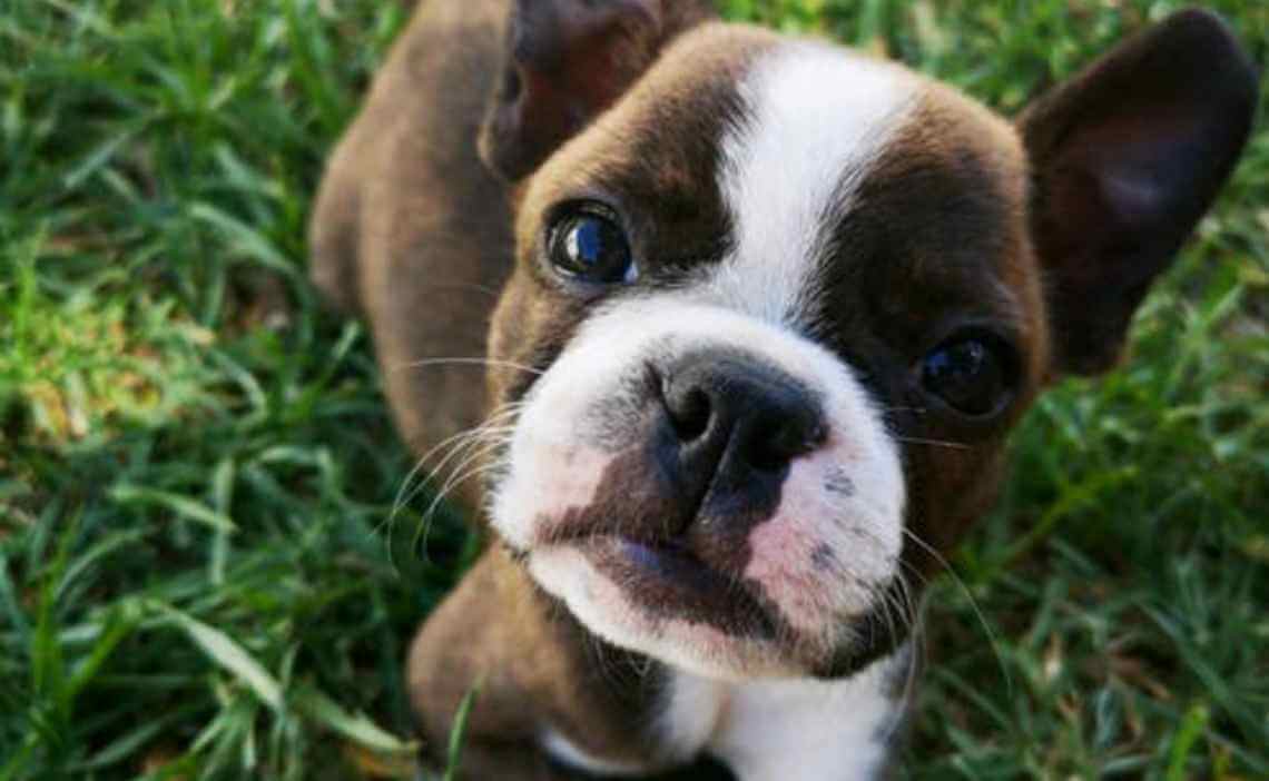 brown and white puppy in grass