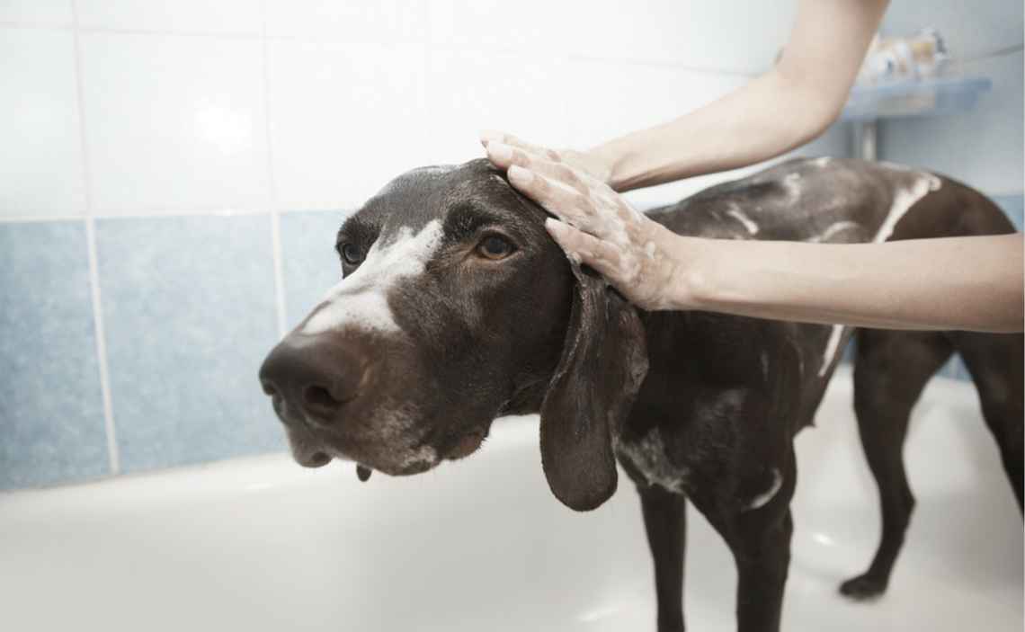 brown lab getting a bath in bathtub soap bubbles