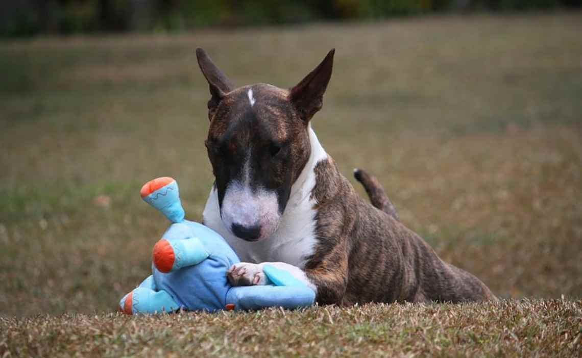 bull terrier puppy in yard with plush toy