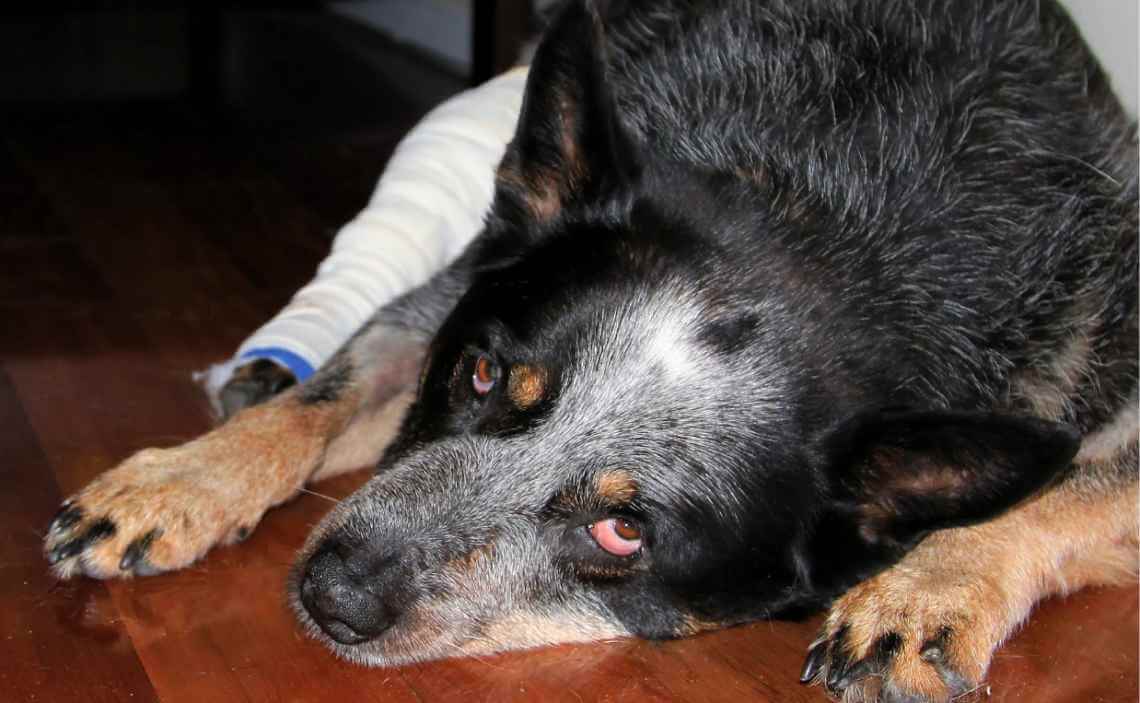 cattle dog in pain