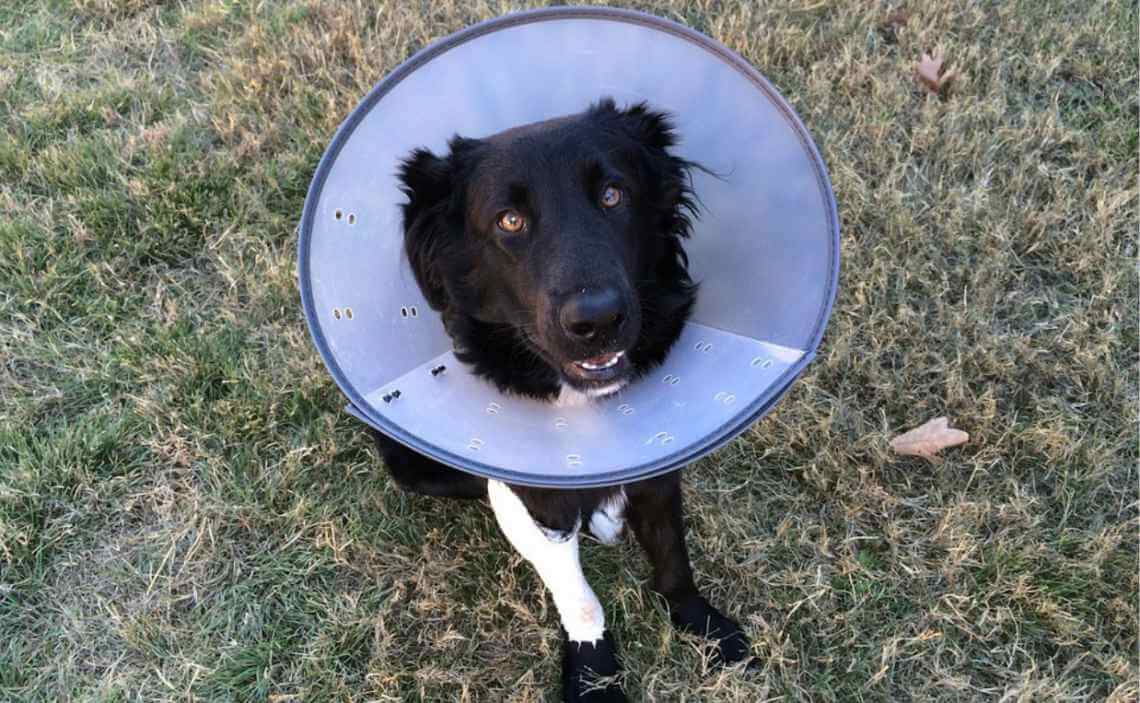 dog cone of shame skin lump veterinarian treatment