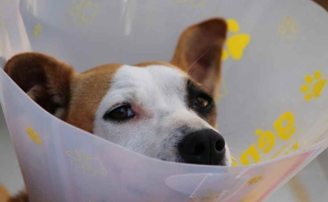 dog wearing a cone