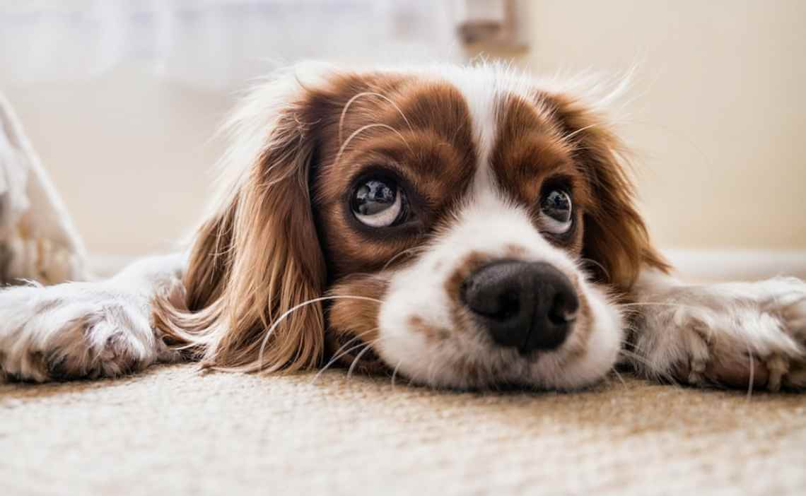 long hair spaniel puppy looking suspicious