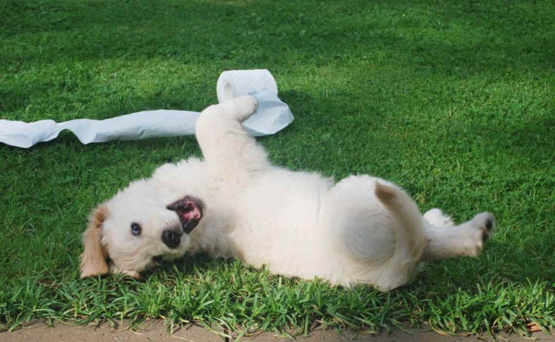 puppy playing with toilet paper on grass