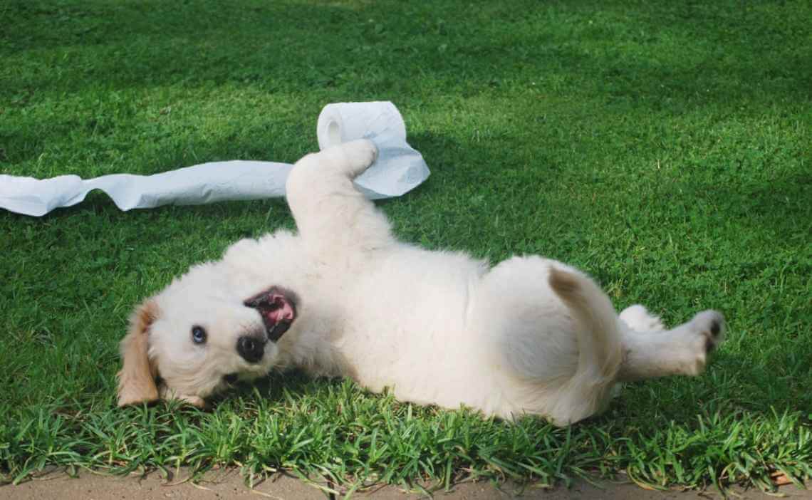 puppy playing with toilet paper on grass