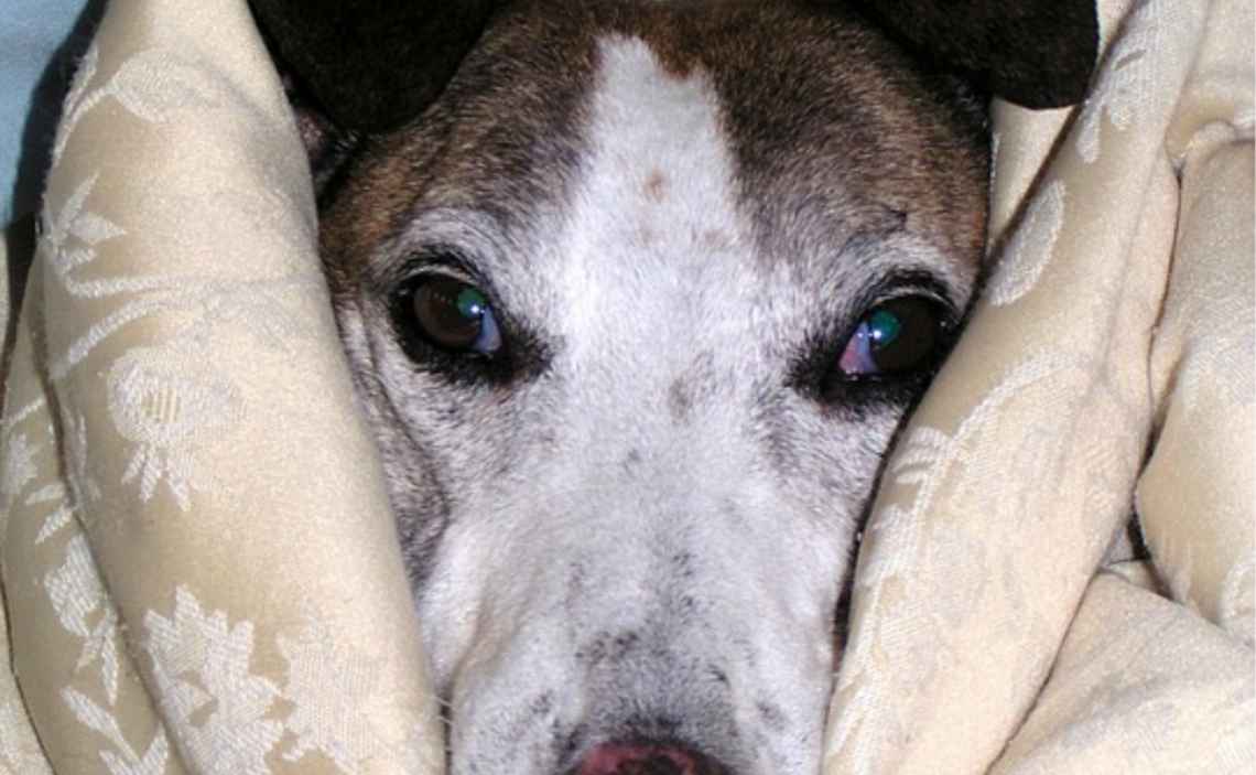 sick dog hound cloudy eyes