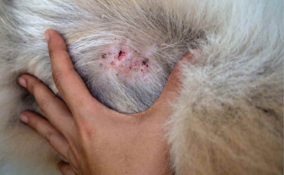 skin lesions on a dog
